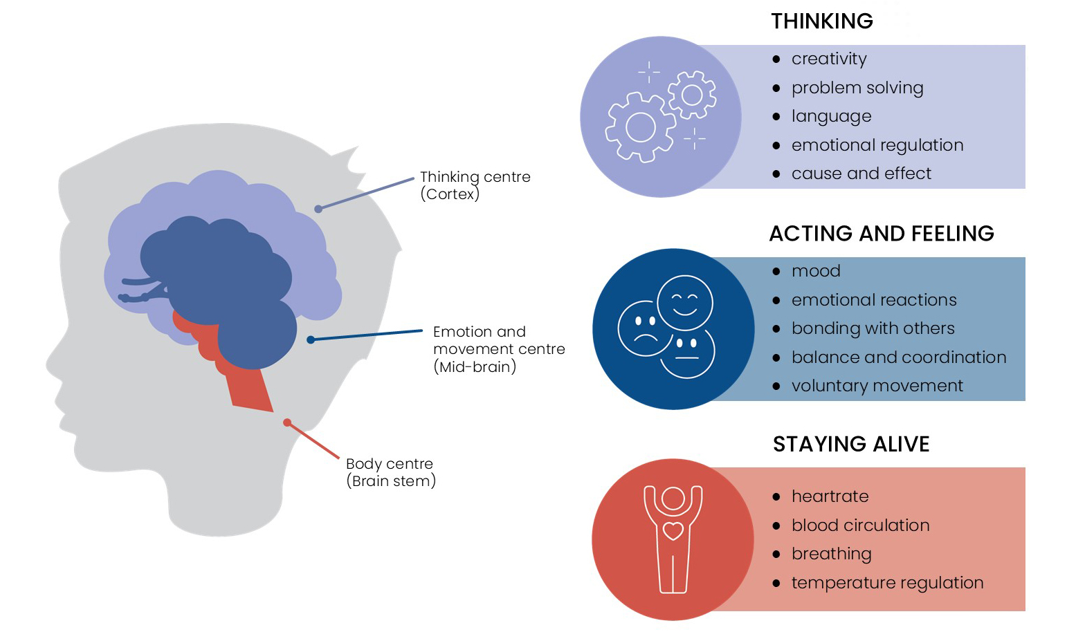 Areas of the brain